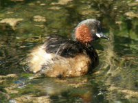 GREBES LITTLE CLEY 070407 (Small).jpg