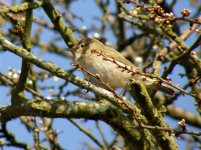 CHIFFCHAFF WALSEY HILLS 070407 (Small).jpg