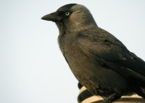 jackdaw-0042.jpg