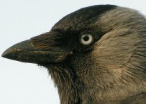 jackdaw-0042crop.jpg