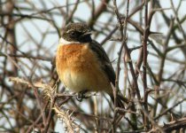 stonechat-0020.jpg