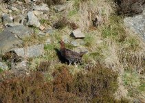 Red Grouse.JPG