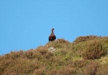 Red Grouse 2.JPG