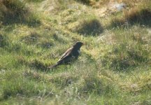 Ring Ouzel 2.JPG