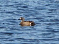 Bluewinged teal.jpg