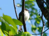 Least Flycatcher.jpg