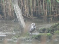 FM American Golden Plover 5.JPG