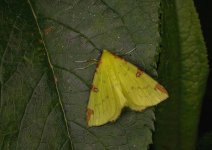 Brimstone Moth.jpg