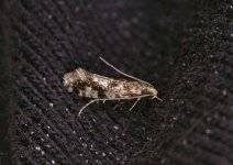 Cork Moth..jpg