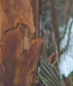 brownheadednuthatch.jpg