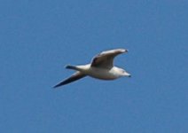 ring-billed gull.jpg