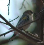 yellworumpedwarbler.jpg