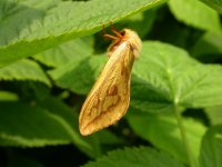 ghost moth (800) (low res).jpg