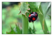 Ladybird 01 - ID Needed.jpg