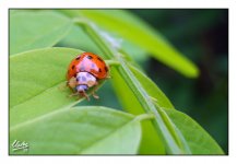 Ladybird 02 - ID Needed.jpg