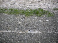 Ringed Plover and Little Tern sitting.jpg