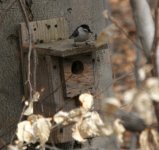 nuthatch house!.jpg