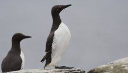 Guillemot 03 800.jpg