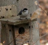 nuthatch house 2.jpg