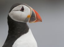 Puffin BCU 02 800.jpg