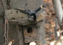 nuthatch wings.jpg