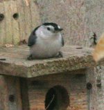 nuthatch rest.jpg