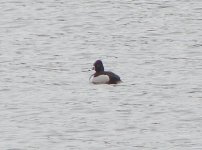 Ring-necked Duck.jpg