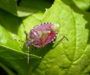 shieldbug (800).jpg