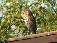 DS s thrush on fence 060607 .jpg