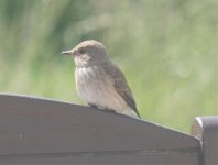 Bird_3095.jpg