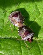 shieldbugs (800).jpg