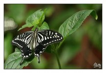 Unknown Swallowtail.jpg