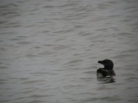 tn_Razorbill at Tacumshin 06.JPG