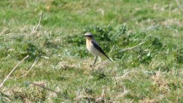 tn_Wheatear at Old Bawn 4.JPG