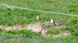 tn_Wheatears at Old Bawn.JPG