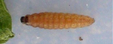 stitchwort larva(2).JPG
