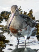 black tailed godwit in moult apr 07.jpg