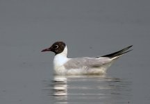 black headed gull.breed.adj DSCN0185.jpg