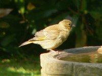 DS greenfinch juv on bath 220507 1.jpg