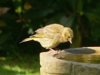 DS greenfinch juv on bath 220507 2.jpg