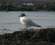 Med-x-black-headed-gull1.jpg