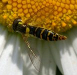 hoverfly 1b (800)(low res).jpg