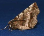 Moths-Early--Thorn.jpg