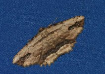 Moths-Waved-umber.jpg