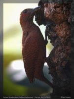 03918 - celeus brachyurus - rufous woodpecker.jpg