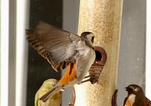 birdfeeder6.jpg