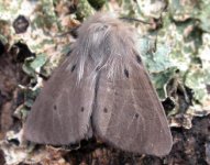 muslin moth.jpg