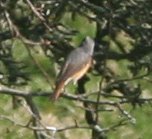 redstart1.jpg