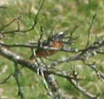 redstart2.jpg