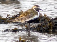 golden plover apr 07.jpg